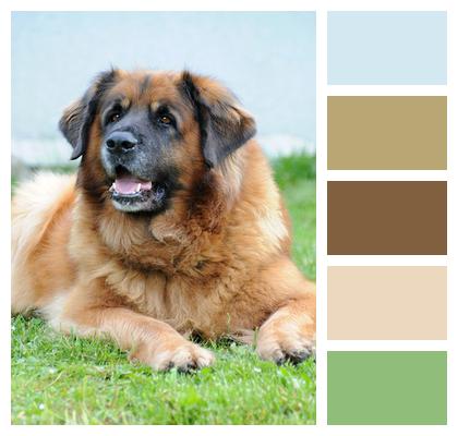 Bora Dog Happy Animal Animal Portrait Pet Portrait Nature Leonberger Image